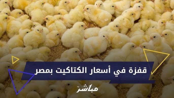 ربي وأكلي عيالك يا ست الكل .. سعر الكتكوت الأبيض اليوم الأربعاء 8 مايو عمر يوم وسعرها للمستهلك في البورصة