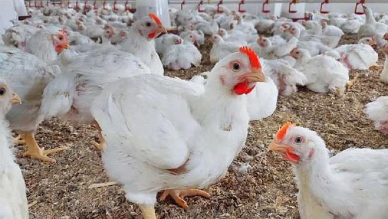 بكام الكيلو الآن.. سعر الفراخ البيضاء اليوم الإثنين 5 مايو 2025 في بورصة الدواجن