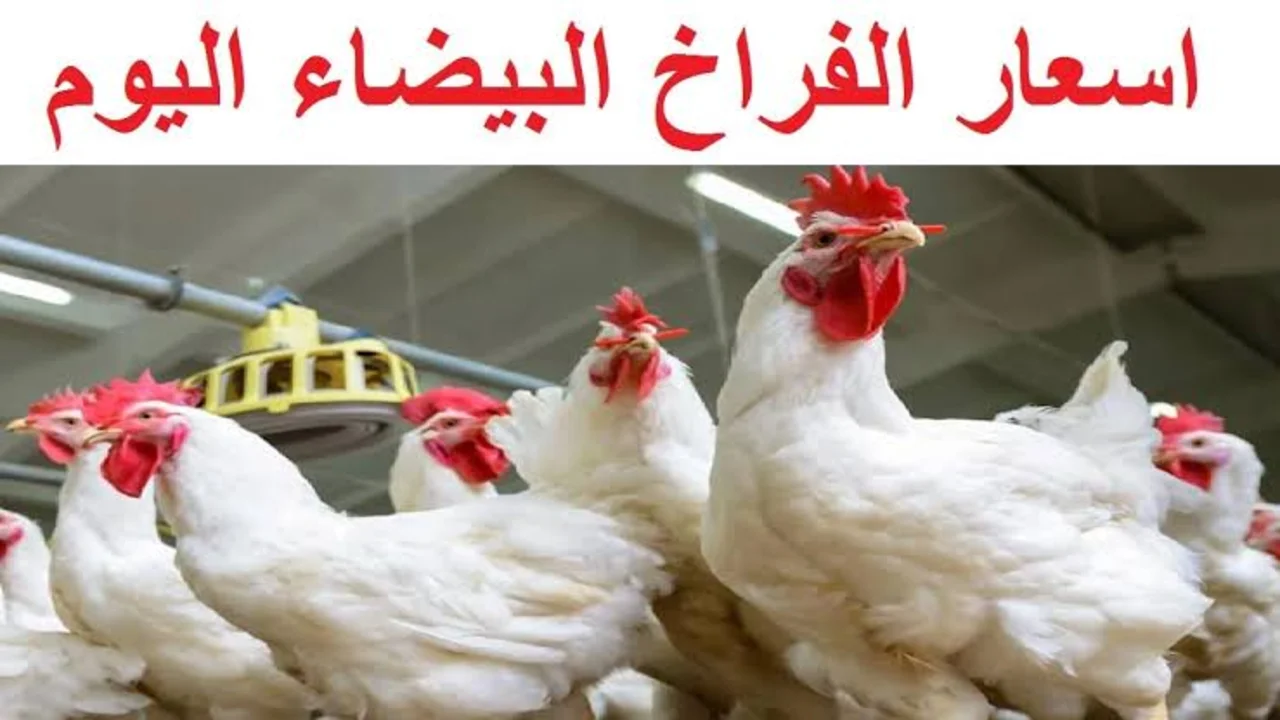 اشتري وخزن قبل العيد الكبير .. سعر الفراخ البيضاء اليوم الأربعاء 30/4/2025 وكرتون البيض الأحمر والأبيض والبلدي