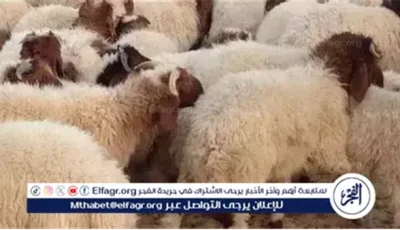 «التموين» تطلق شوادر الخراف الحية وتوسع طرح اللحوم استعدادًا لعيد الأضحى