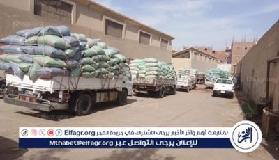 شون وصوامع المنيا تستقبل 315 ألف طن من القمح ضمن موسم توريد 2025.