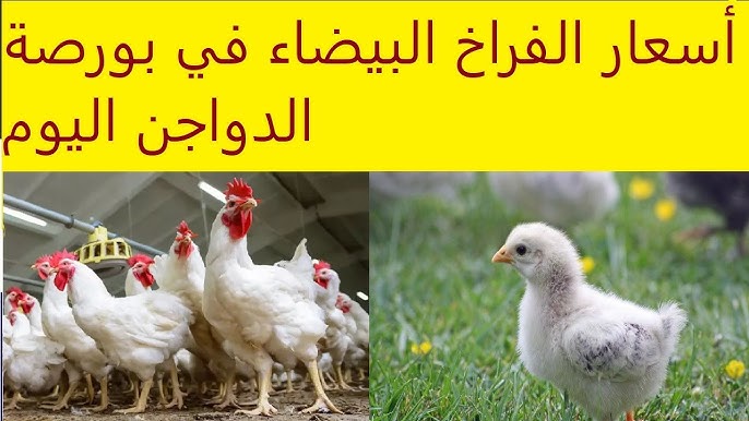 الستات زعلانة على الأخر.. أسعار الفراخ البيضاء اليوم في بورصة الدواجن الأربعاء 7 مايو 2025